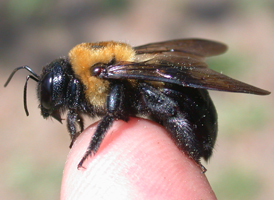 Eastern Carpenter Bee